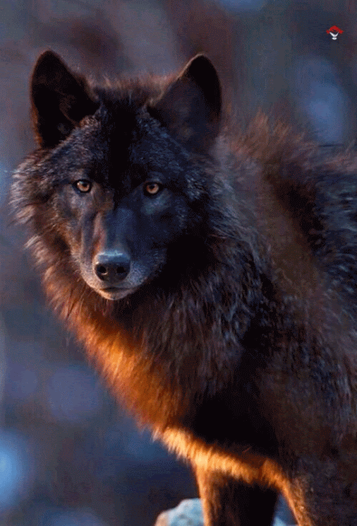 Wolves - Lupi - Google+
